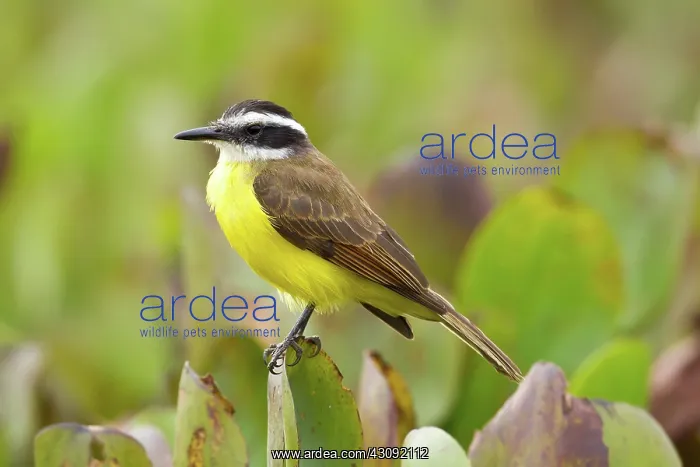 : Lesser Kiskadee : Lesser Kiskadee