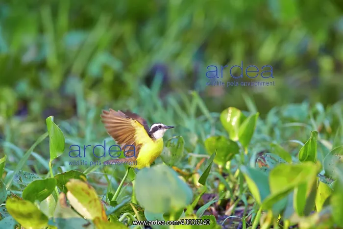 : Lesser Kiskadee adult Pantanal area Mato Grosso : Lesser Kiskadee adult Pantanal area Mato Grosso