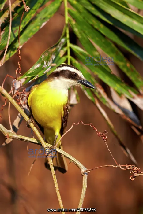 : Lesser Kiskadee adult perched on branch Pantanal : Lesser Kiskadee adult perched on branch Pantanal