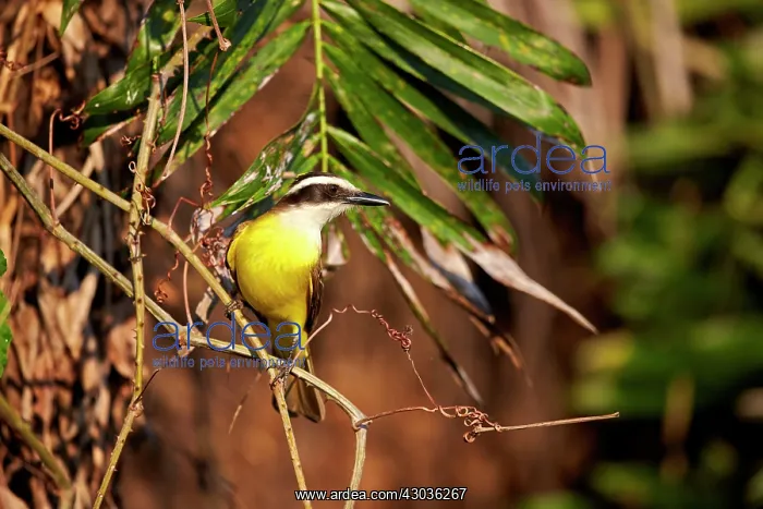 : Lesser Kiskadee adult perched on branch Pantanal : Lesser Kiskadee adult perched on branch Pantanal