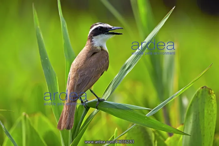 : Lesser Kiskadee adult perched Pantanal area Mato : Lesser Kiskadee adult perched Pantanal area Mato