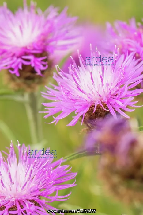  : Lesser Knapweed wild flowers