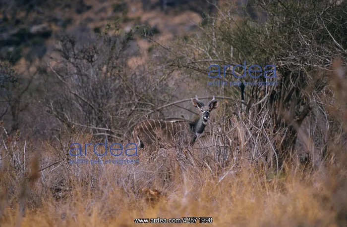 : Lesser Kudu : Lesser Kudu