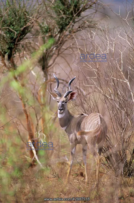  : Lesser Kudu