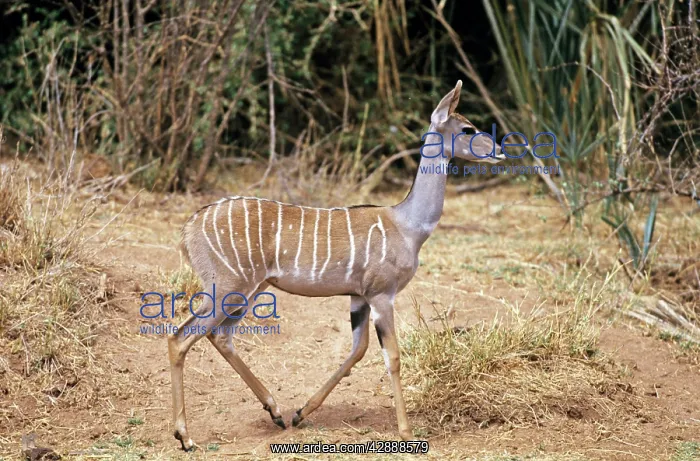 : Lesser Kudu