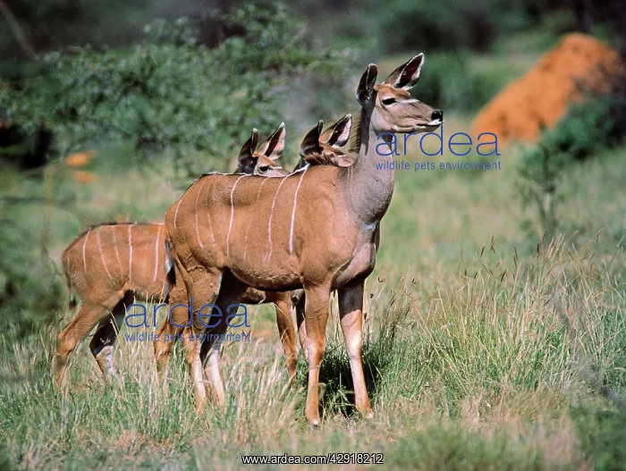: Lesser Kudu : Lesser Kudu
