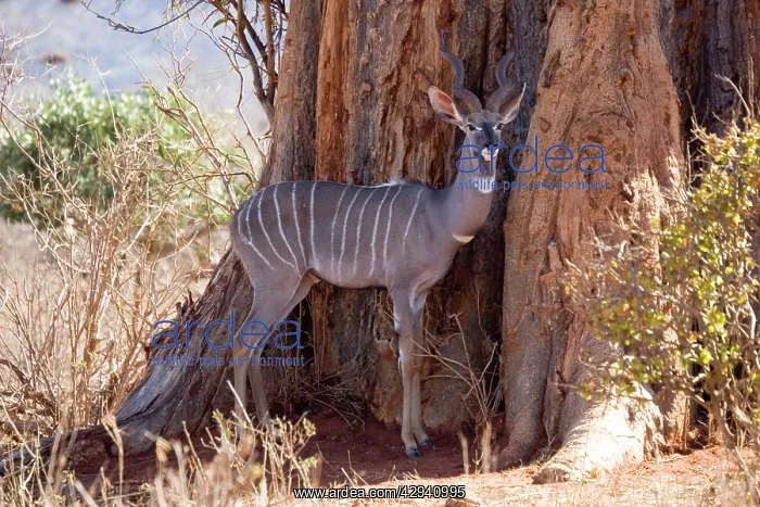 : Lesser kudu : Lesser kudu