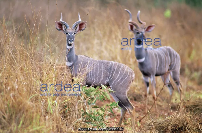  : Lesser Kudu - two animals in long grass
