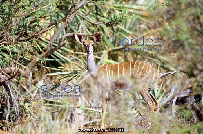  : Lesser Kudu - camouflaged in vegetation