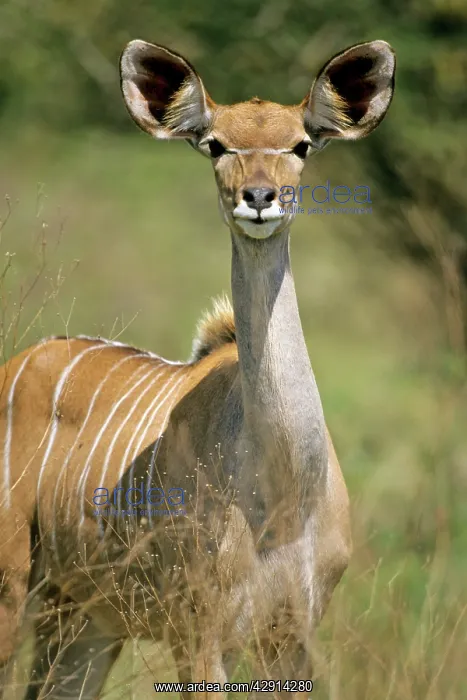 : Lesser Kudu - Female, portrait : Lesser Kudu - Female, portrait