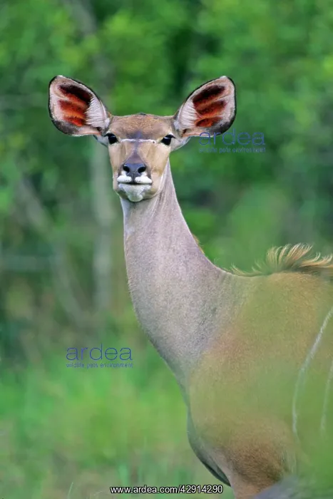 : Lesser Kudu - Female, portrait : Lesser Kudu - Female, portrait