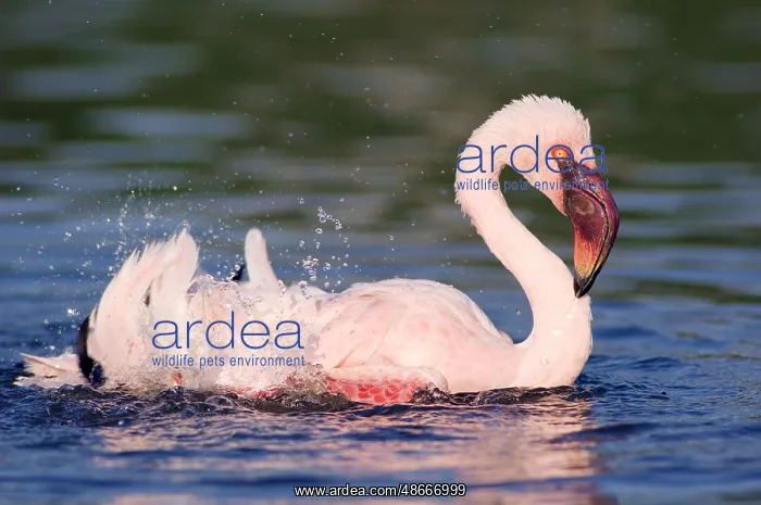 : Lesser lesser flamingo (Phoenicopterus minor), bathing : Lesser lesser flamingo (Phoenicopterus minor), bathing