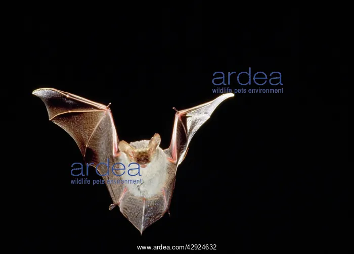 : Lesser long-eared Bat - in flight : Lesser long-eared Bat - in flight