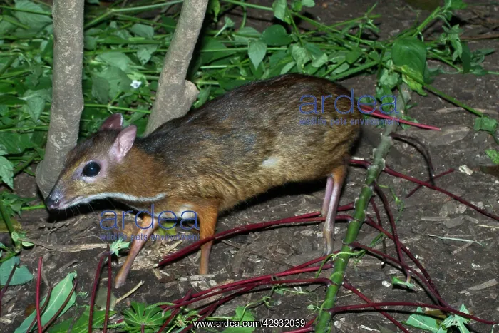 : Lesser Malay MOUSE DEER - Night active : Lesser Malay MOUSE DEER - Night active