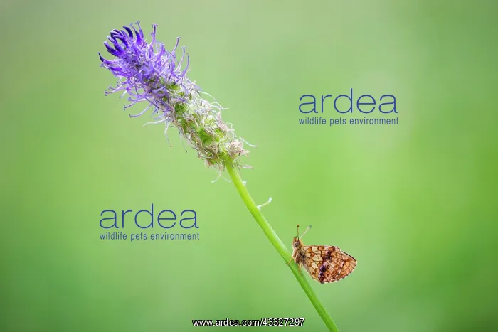 : Lesser Marbled Fritillary : Lesser Marbled Fritillary