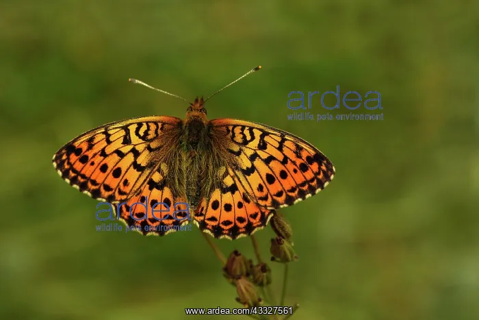 : Lesser Marbled Fritillary : Lesser Marbled Fritillary