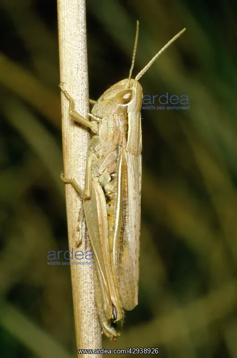 : LESSER MARSH GRASSHOPPER : LESSER MARSH GRASSHOPPER