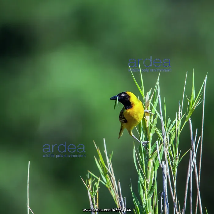 : Lesser Masked Weaver in Kruger National park, South : Lesser Masked Weaver in Kruger National park, South