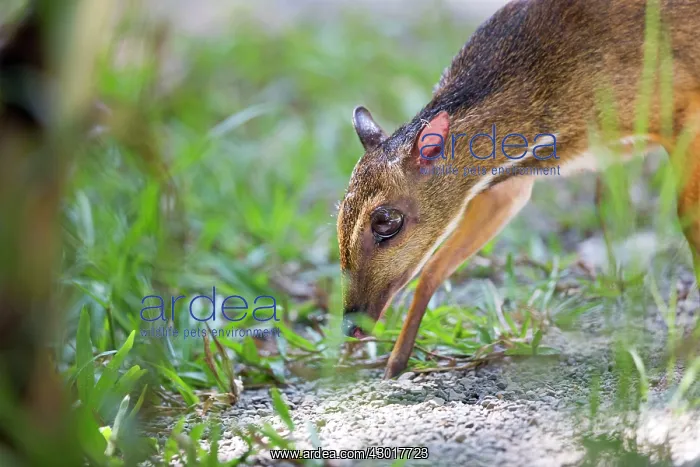 : Lesser Mouse-deer / Kanchil / Lesser Malay Chevrotain : Lesser Mouse-deer / Kanchil / Lesser Malay Chevrotain