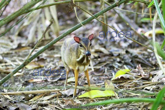 : Lesser Mouse-deer / Kanchil / Lesser Malay Chevrotain : Lesser Mouse-deer / Kanchil / Lesser Malay Chevrotain