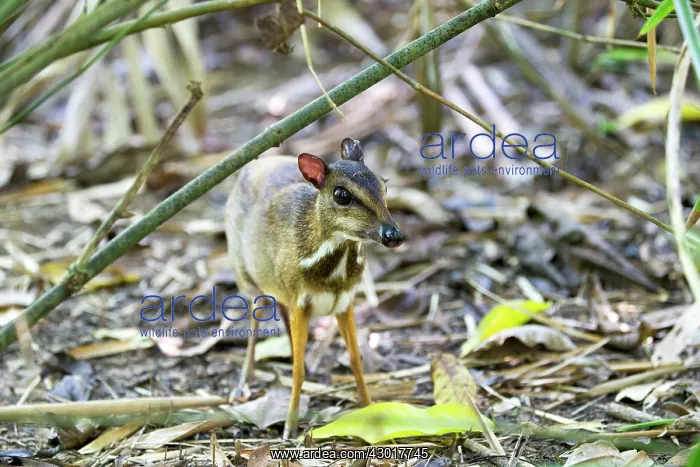 : Lesser Mouse-deer / Kanchil / Lesser Malay Chevrotain : Lesser Mouse-deer / Kanchil / Lesser Malay Chevrotain