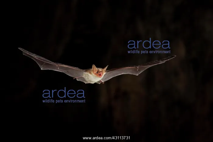  : Lesser mouse-eared bat (Myotis blythii) in flight