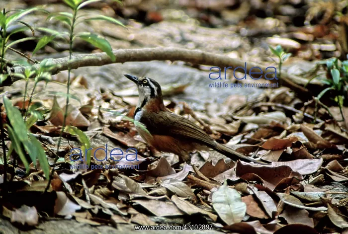 : Lesser Necklaced Laughing Thrush, Cambodia : Lesser Necklaced Laughing Thrush, Cambodia