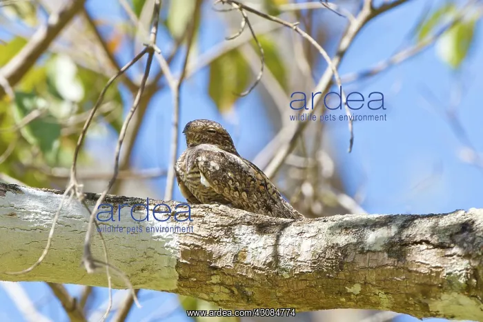 : Lesser Nighthawk : Lesser Nighthawk