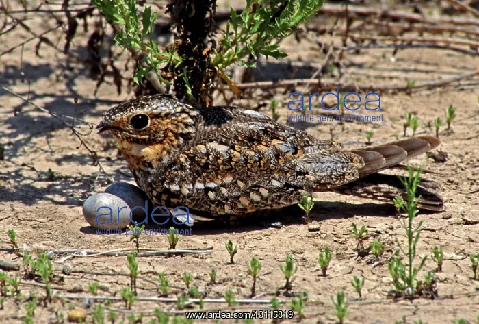 : Lesser Nighthawk (Chordeiles acutipennis) : Lesser Nighthawk (Chordeiles acutipennis)