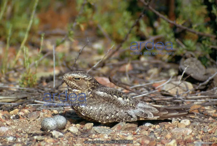 : Lesser Nighthawk - and eggs : Lesser Nighthawk - and eggs