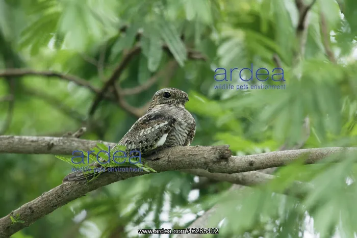 : Lesser Nighthawk - roosting during the day : Lesser Nighthawk - roosting during the day