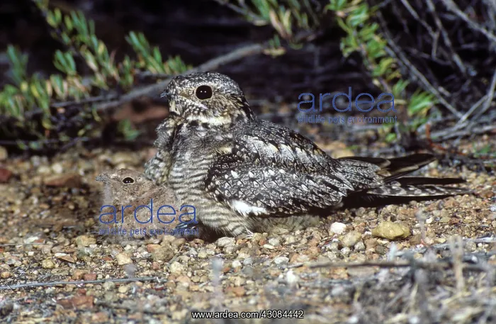 : Lesser Nighthawk and Young : Lesser Nighthawk and Young
