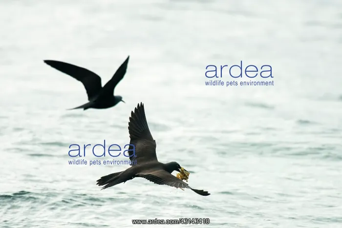 : Lesser Noddy : Lesser Noddy