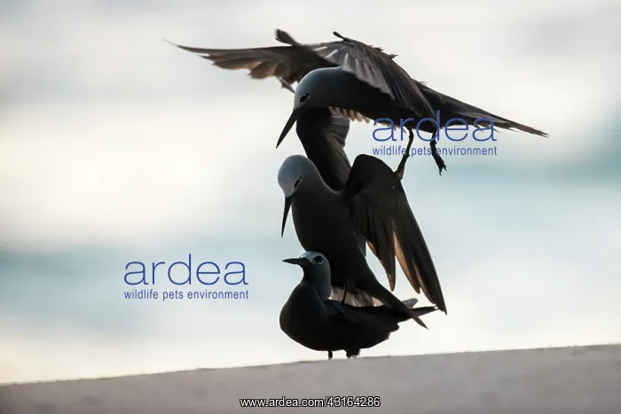 : Lesser Noddy : Lesser Noddy