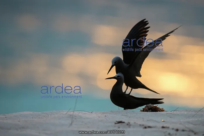 : Lesser Noddy : Lesser Noddy