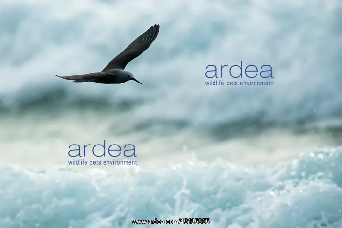 : Lesser Noddy : Lesser Noddy