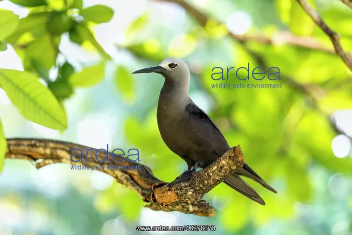  : Lesser Noddy - Seychelles