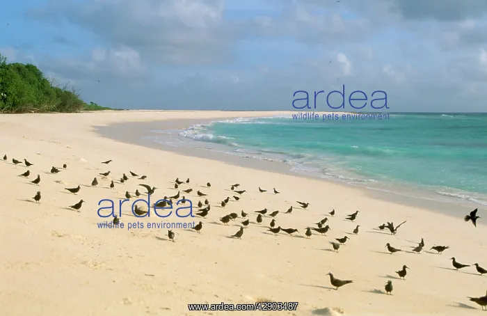 : Lesser Noddy Tern : Lesser Noddy Tern