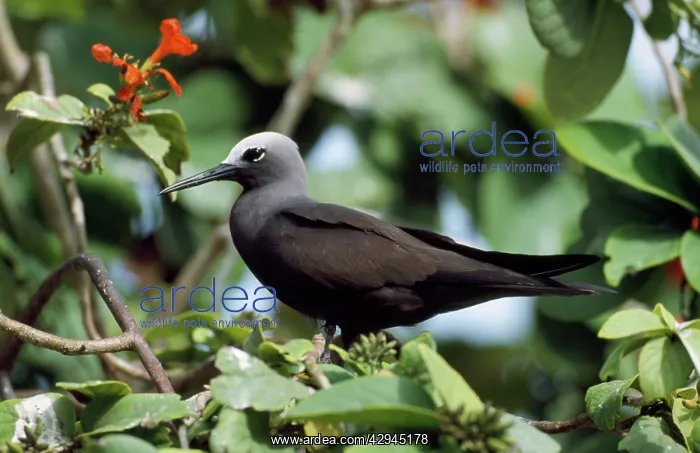 : Lesser Noddy Tern : Lesser Noddy Tern