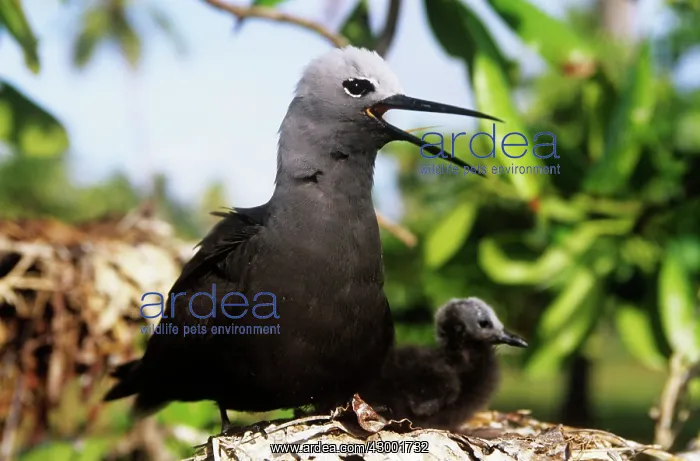 : Lesser Noddy Tern : Lesser Noddy Tern