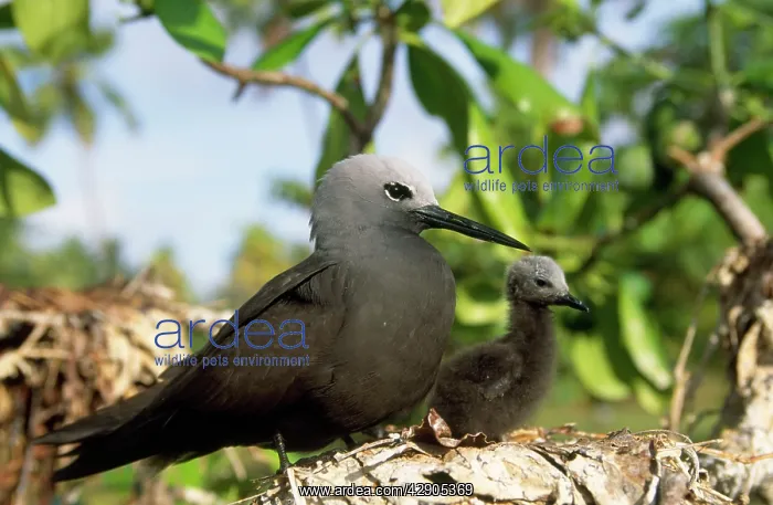 : Lesser Noddy Tern - with young : Lesser Noddy Tern - with young
