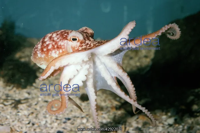: LESSER OCTOPUS : LESSER OCTOPUS