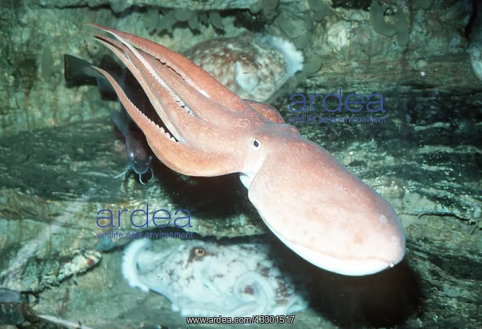 : LESSER OCTOPUS : LESSER OCTOPUS