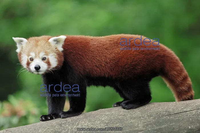 : Lesser Panda, Red Panda (Ailurus fulgens) : Lesser Panda, Red Panda (Ailurus fulgens)