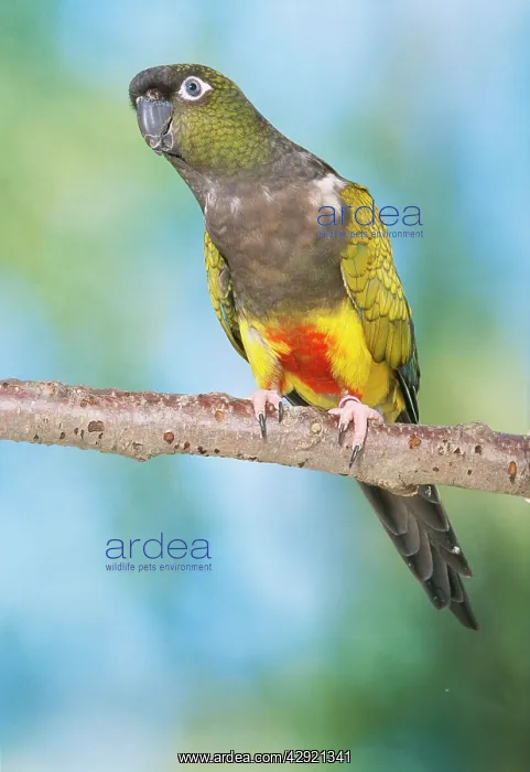 : Lesser Patagonian Conure : Lesser Patagonian Conure