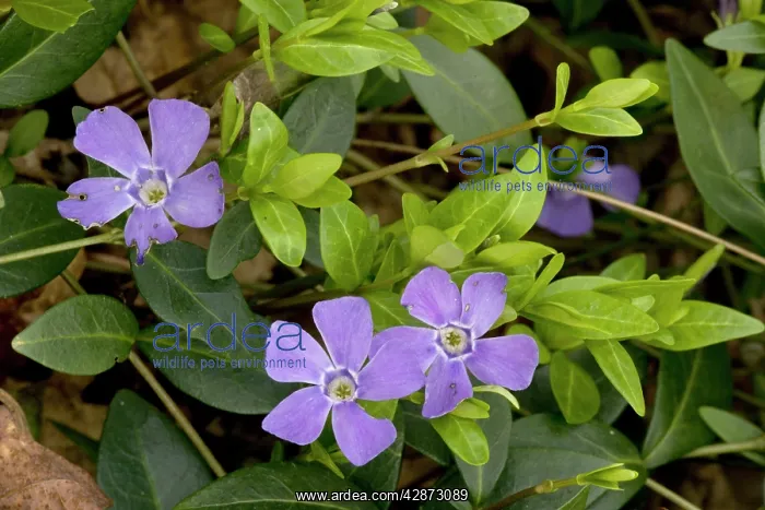 : Lesser periwinkle in old woodland : Lesser periwinkle in old woodland