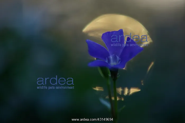 : Lesser periwinkle (Vinca minor) : Lesser periwinkle (Vinca minor)