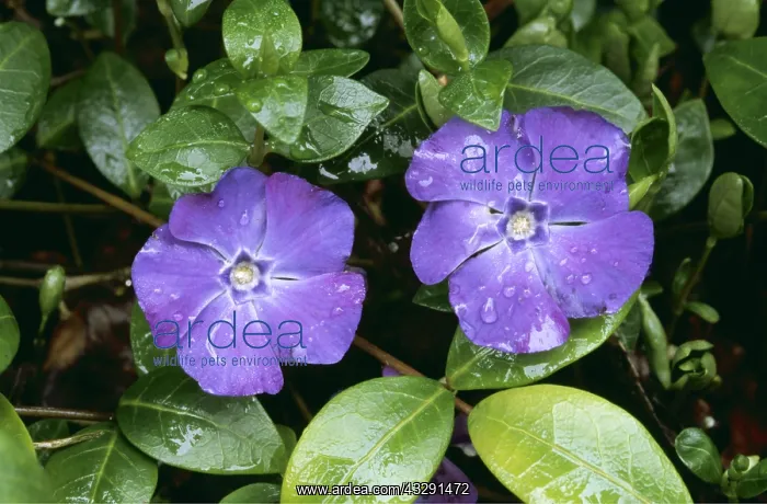 : LESSER PERIWINKLES - x two flowers : LESSER PERIWINKLES - x two flowers