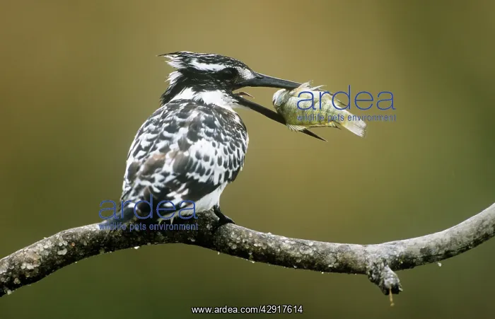 : Lesser Pied KINGFISHER : Lesser Pied KINGFISHER