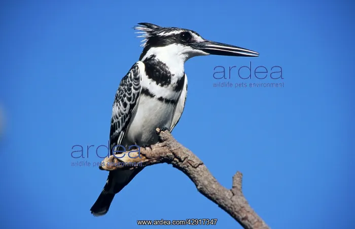  : Lesser Pied KINGFISHER - on branch